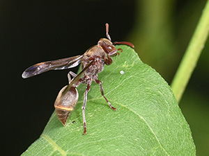 Vignette Insectes 1 Senegal-JP-3483-300.jpg